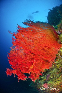 Red & Blue by Raoul Caprez 